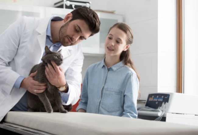 petite fille chez le vétérinaire avec son chat bleu