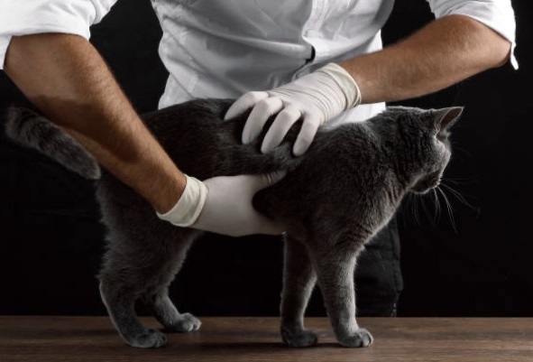 palpation d'un chat bleu par le vétérinaire