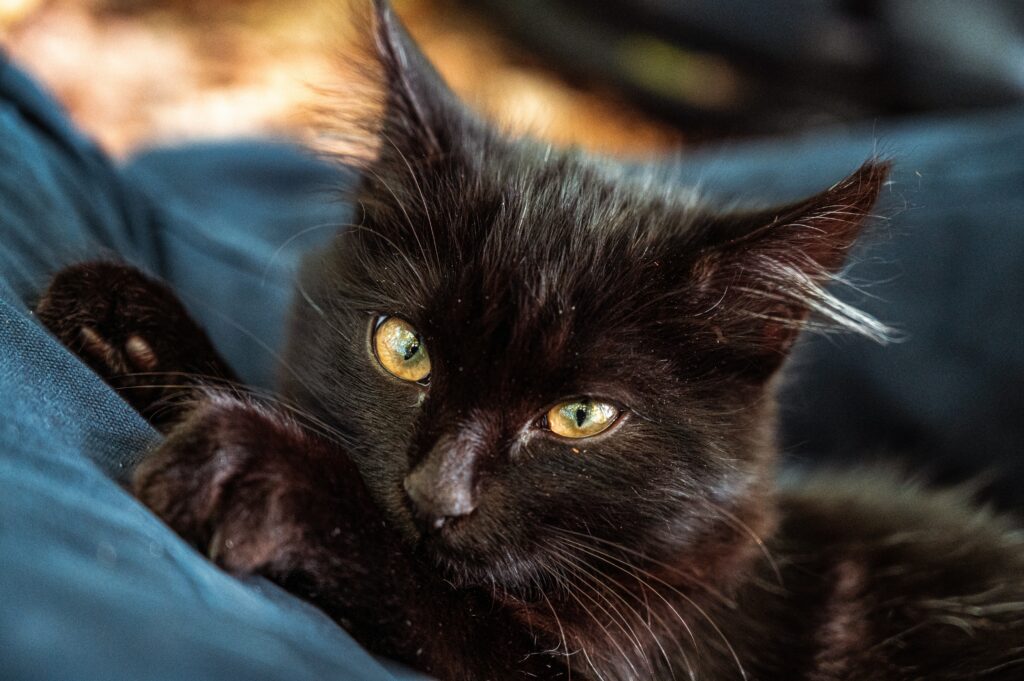 tête de chat noir sur coussin bleu