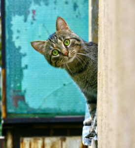 Les 4 secrets d'un Chat heureux